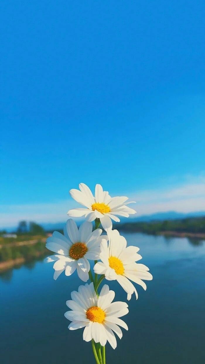 white flowers