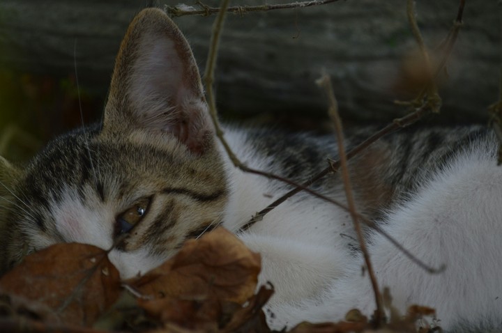 cat in leaf