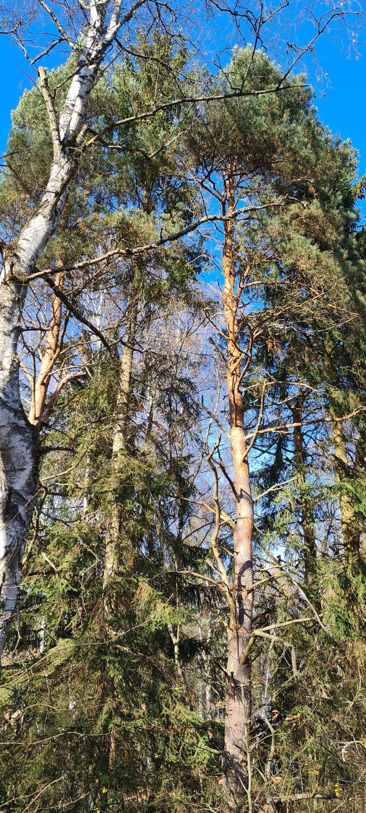 old trees