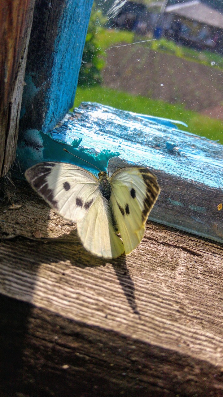 Captivity