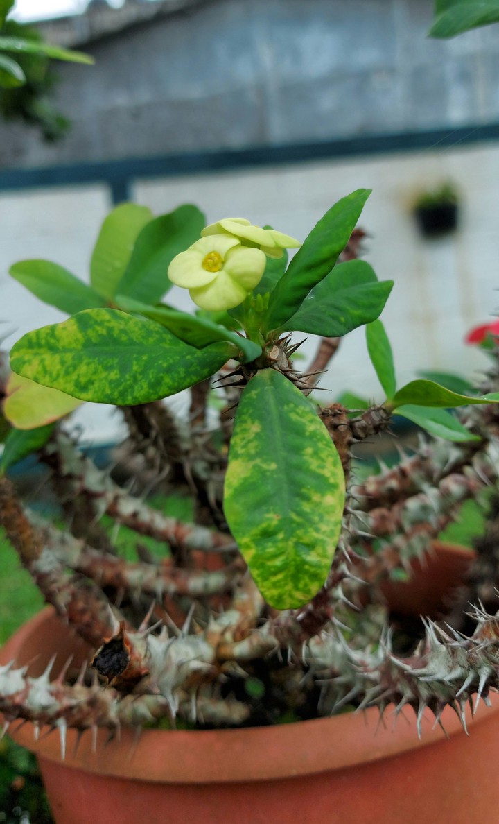 yellow  flower