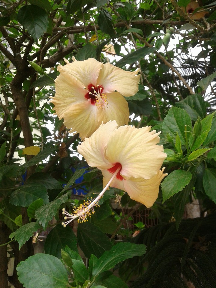 hibiscus