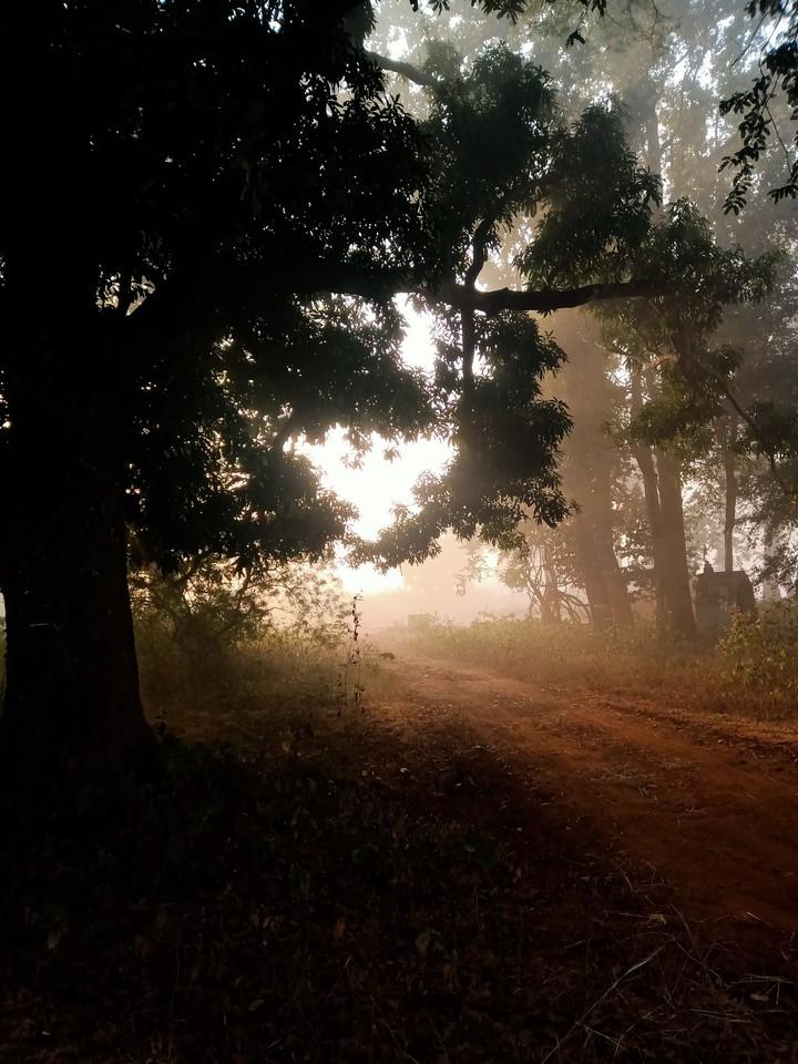 foggy winter