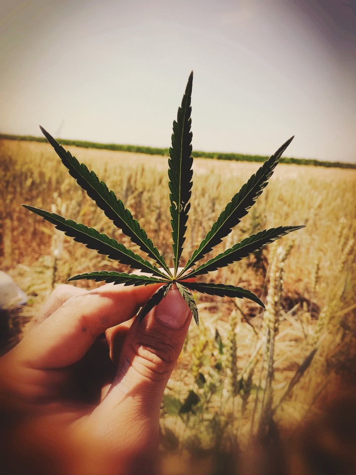 marihuana