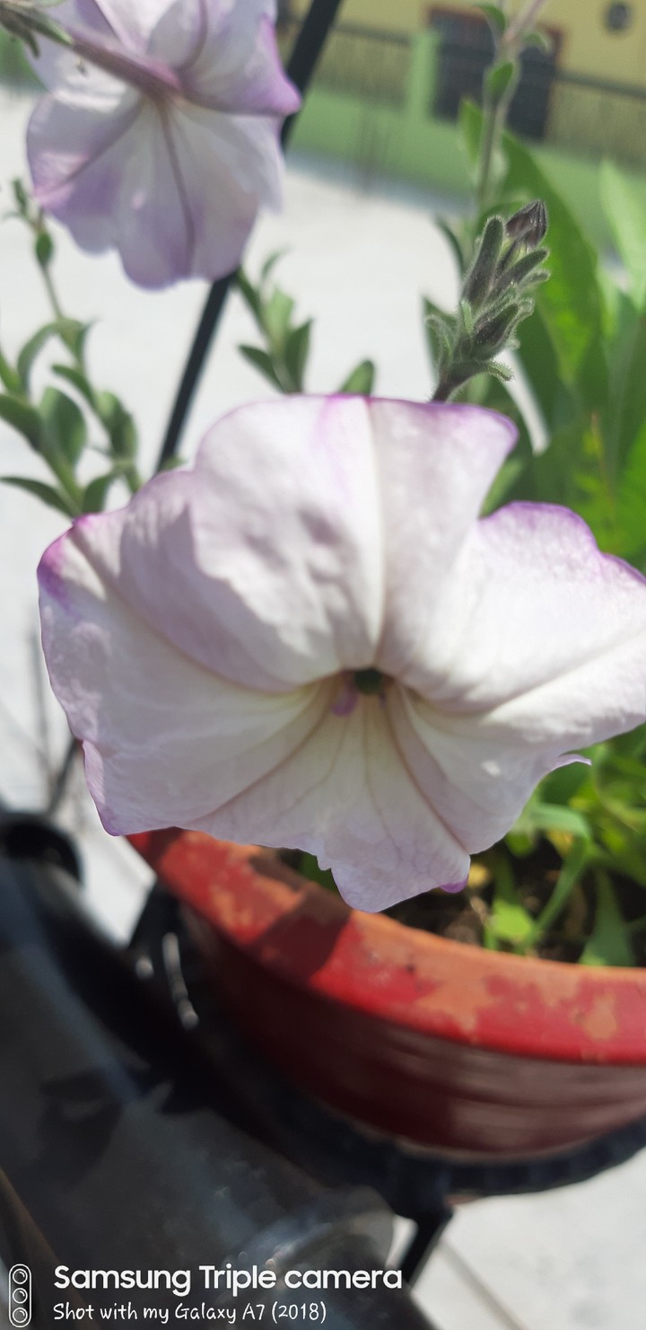 white pitunia