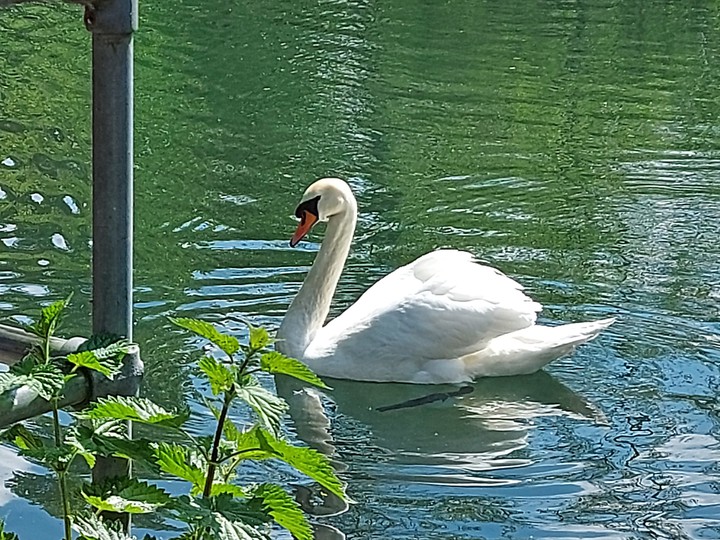 Swan