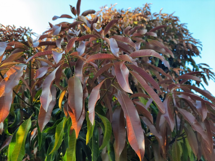Leaves