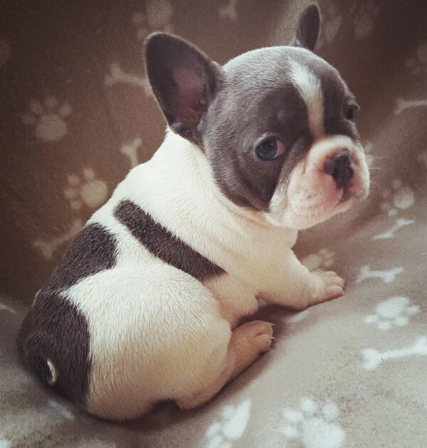 cute french bulldog