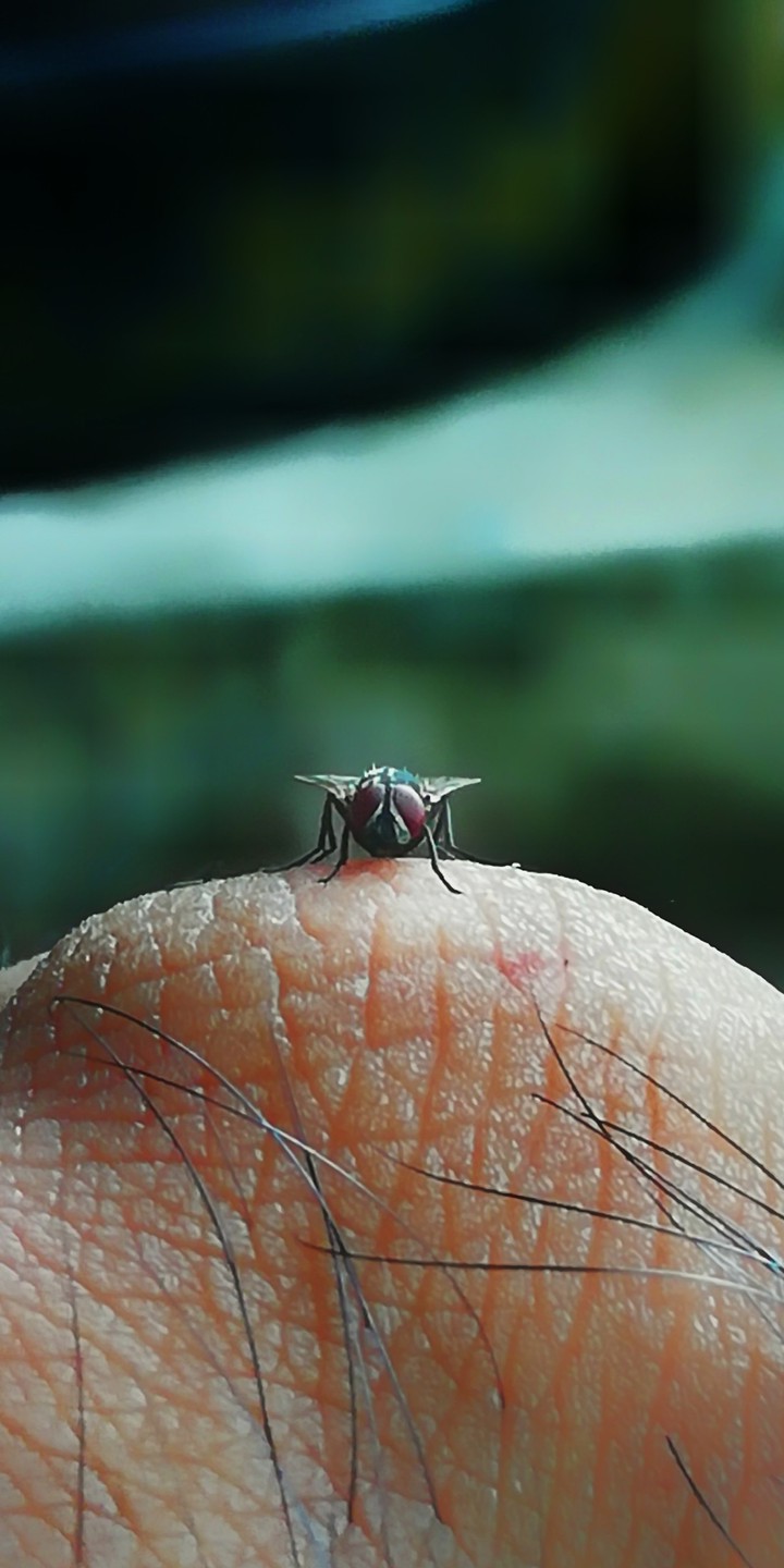fly