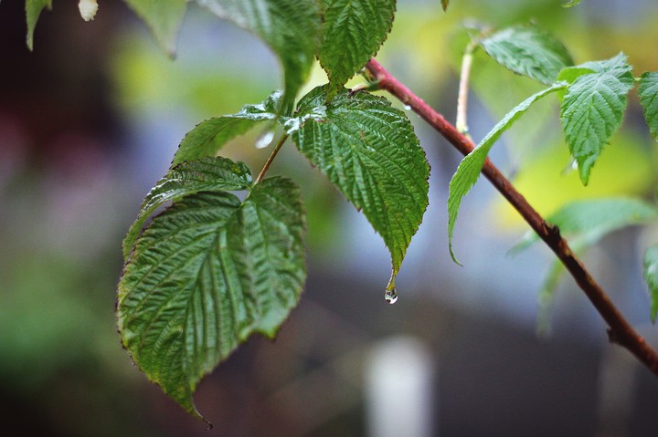 currant leaf