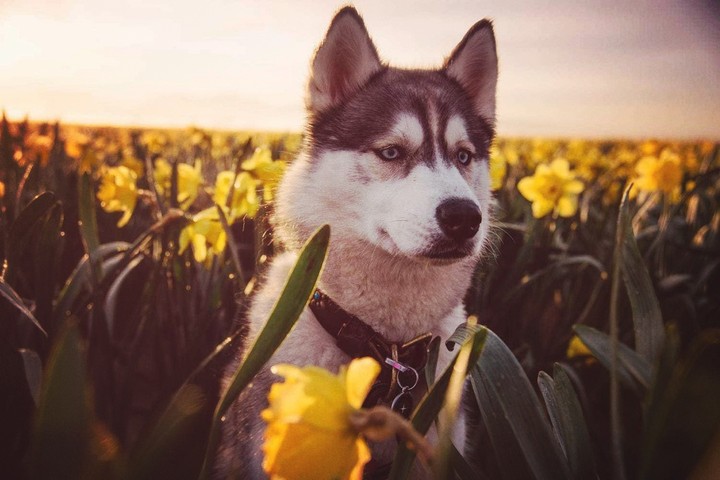 Husky