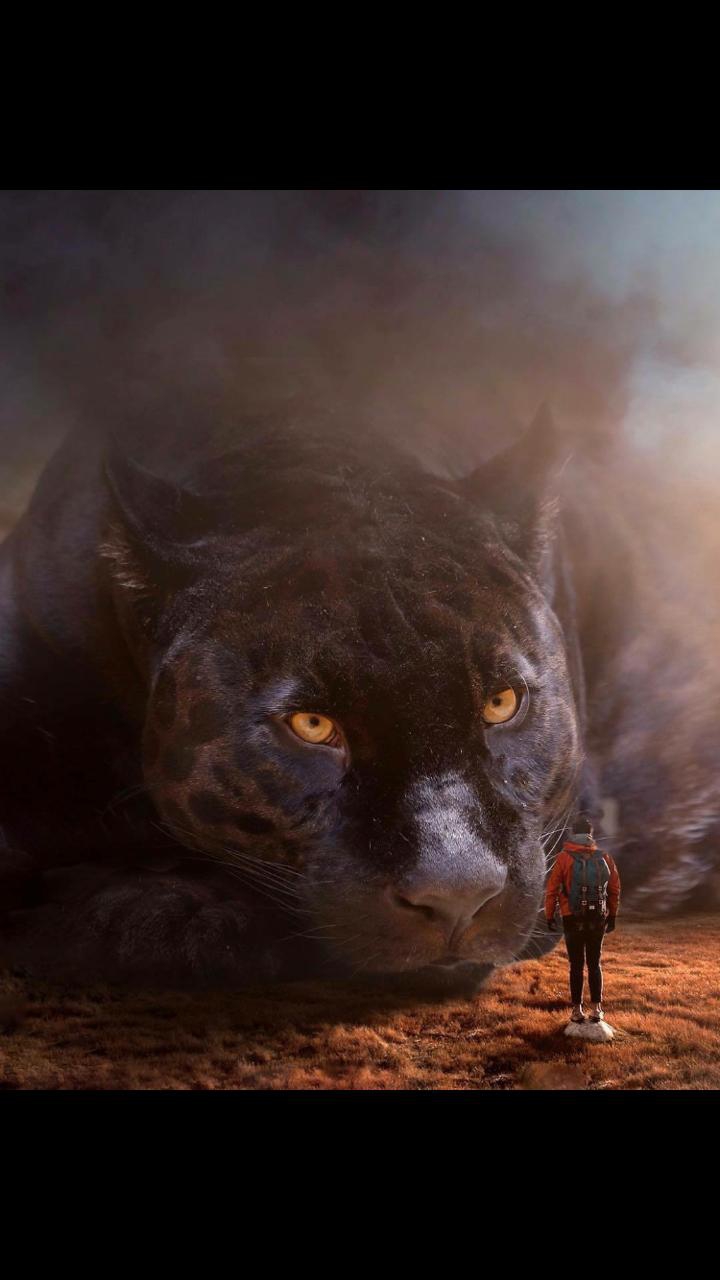 BIG CAT!?