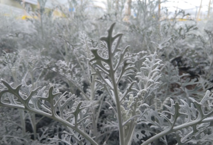 white leaf