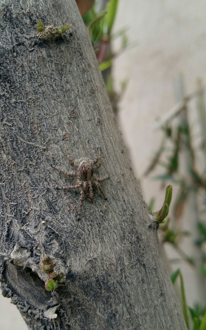 camouflage