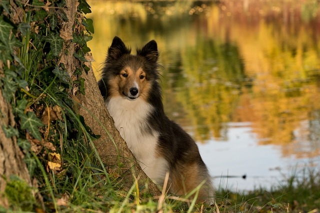 Коллі