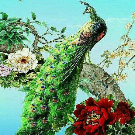Peacocks