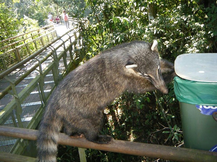 Coatí