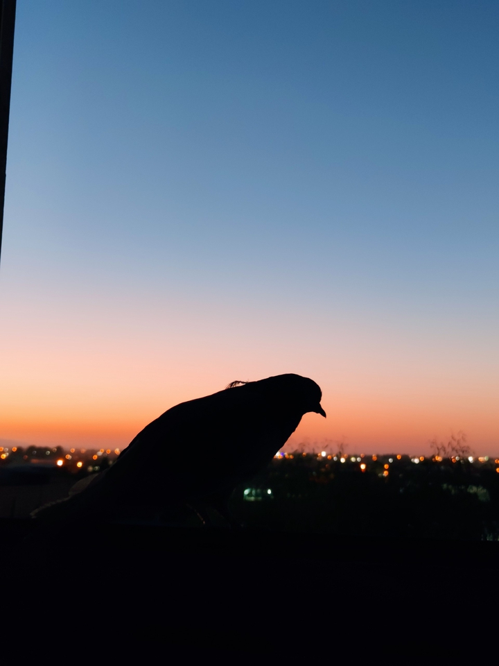 Alone bird