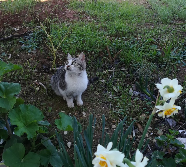 lovely cat