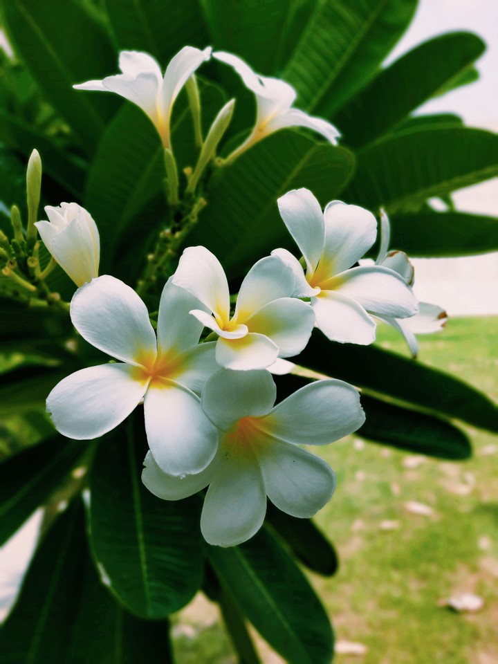 flower