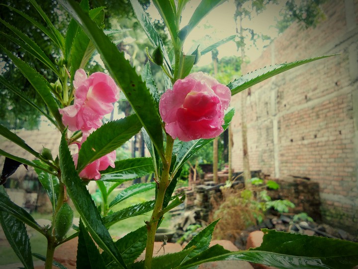 the  pink