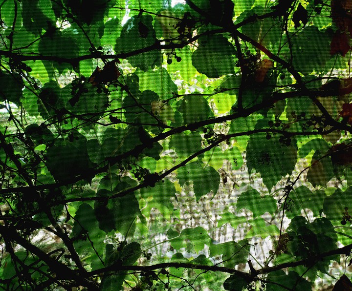 Grapevine Window