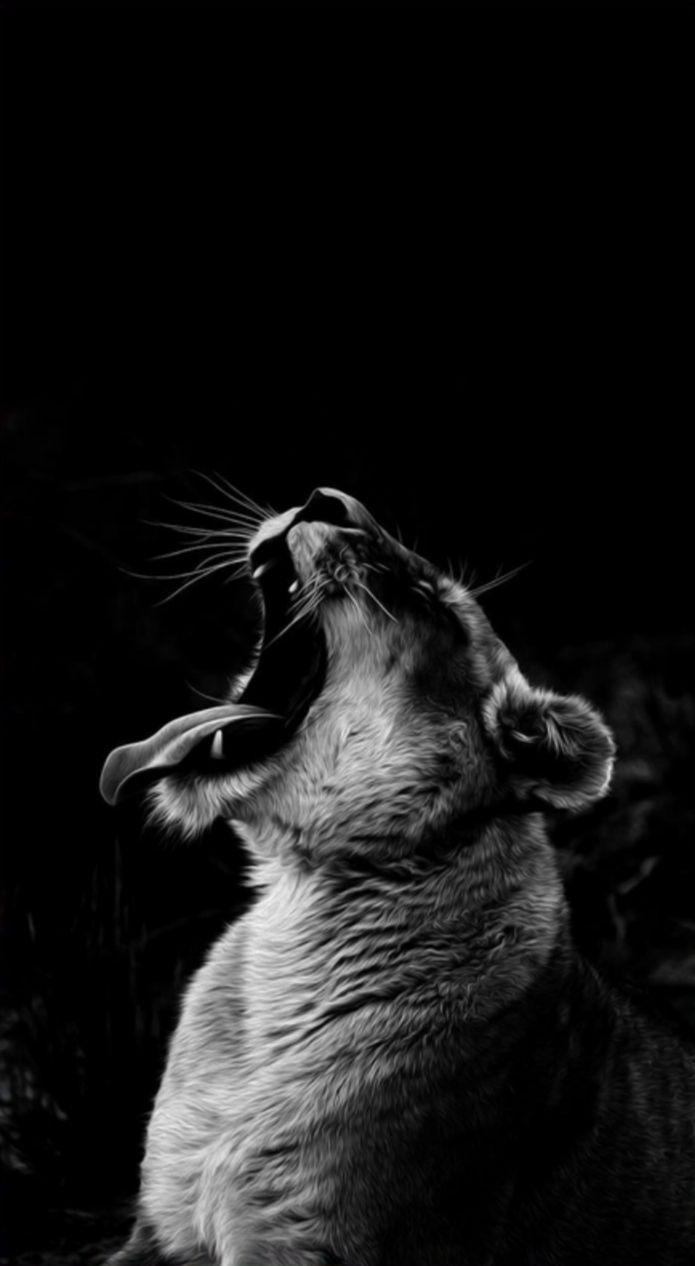 lion
