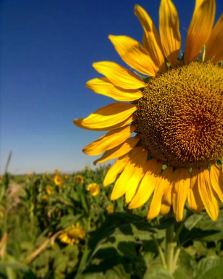 Sunflower)