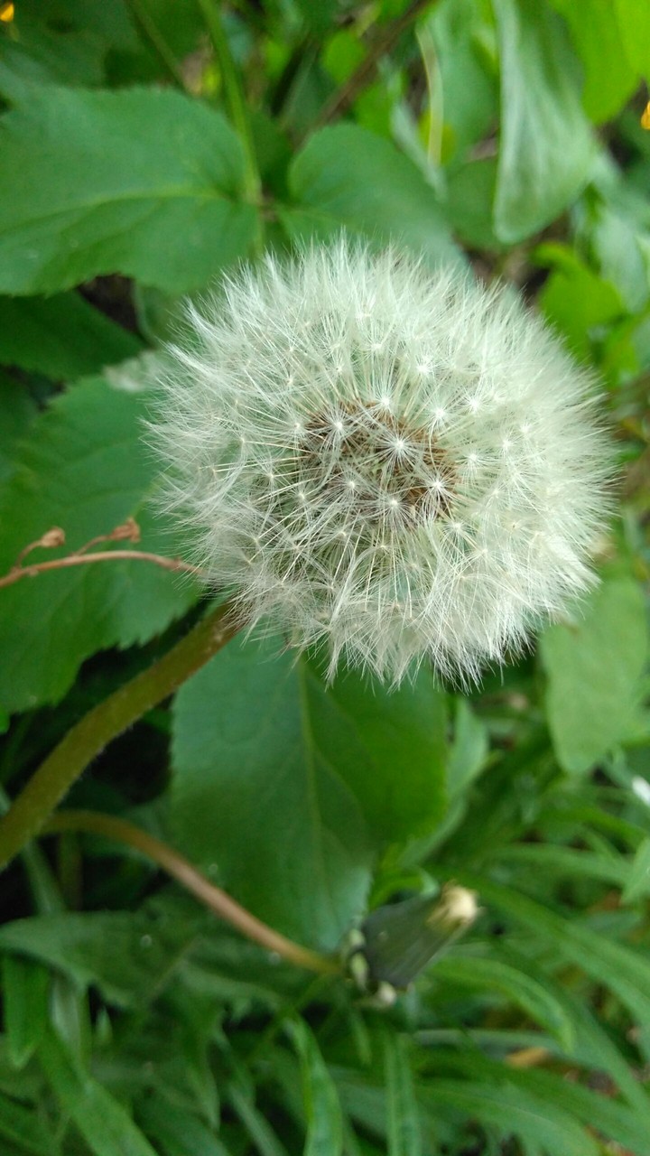dandelion clock