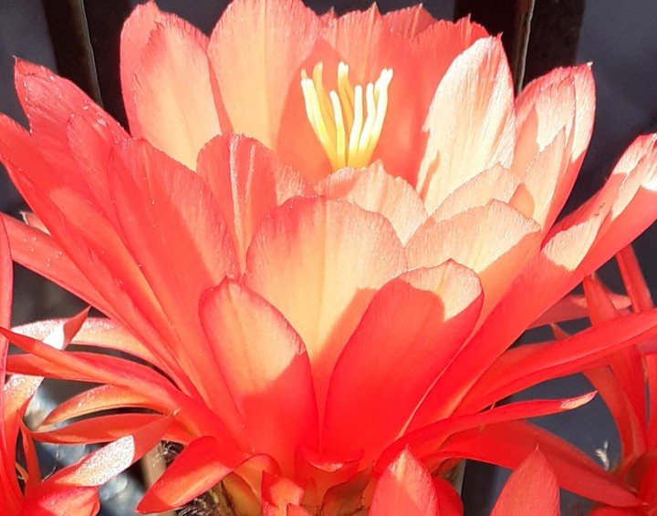 light flower