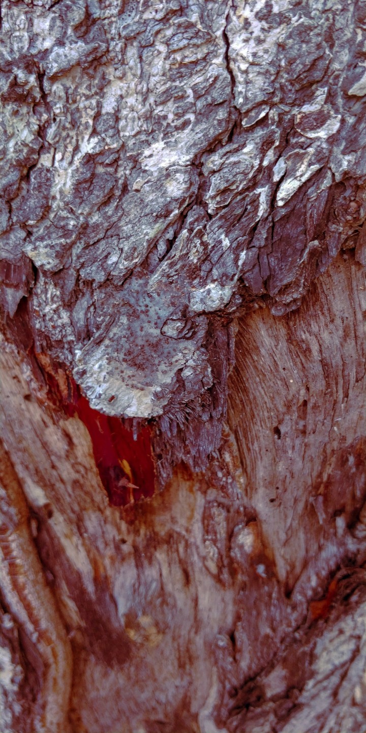 Life of a tree...