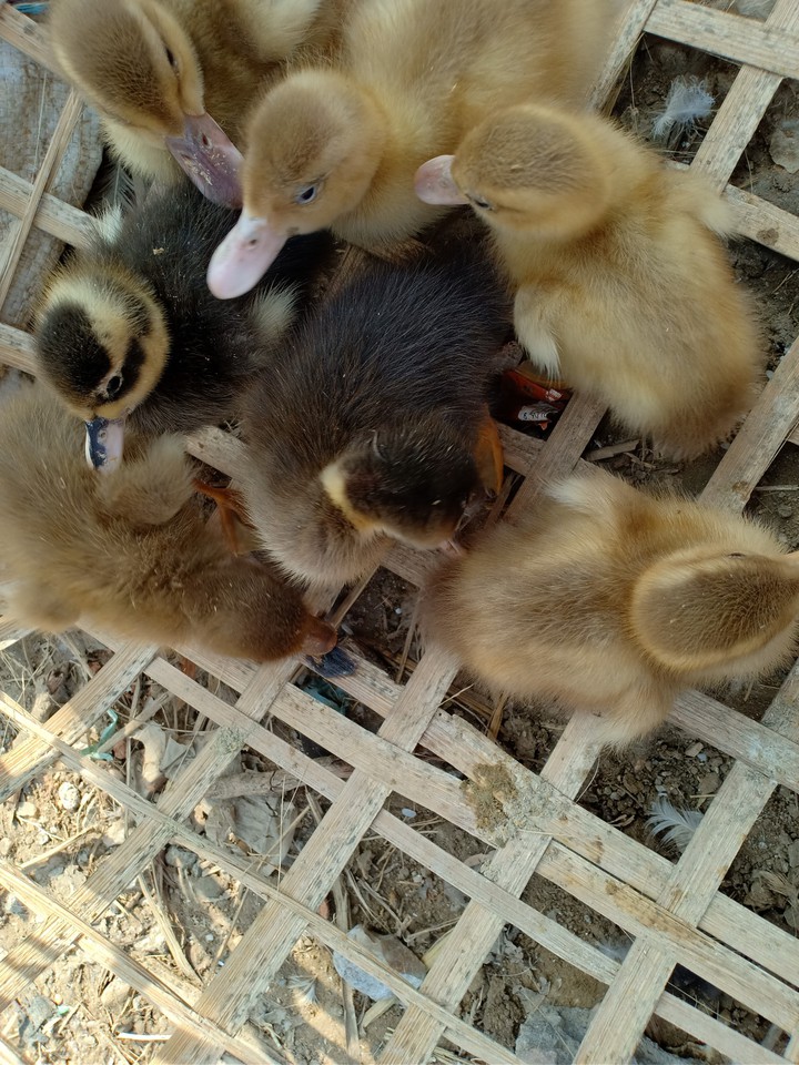 Ducklings