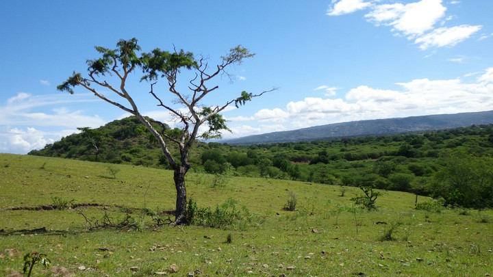 nature