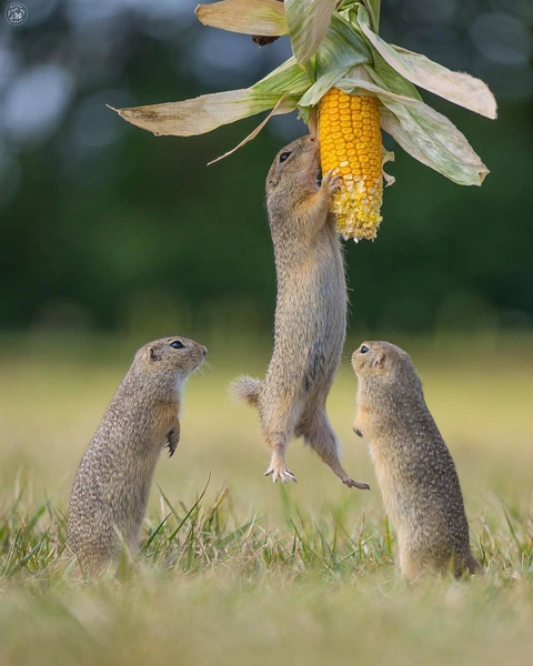 plant, vertebrate Hintergrundbilder