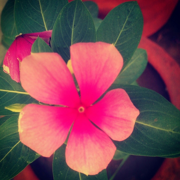 flower