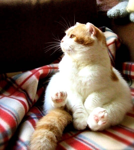 cat