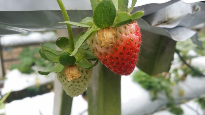 strawberry