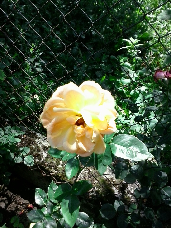 This is the rose of my grandma.