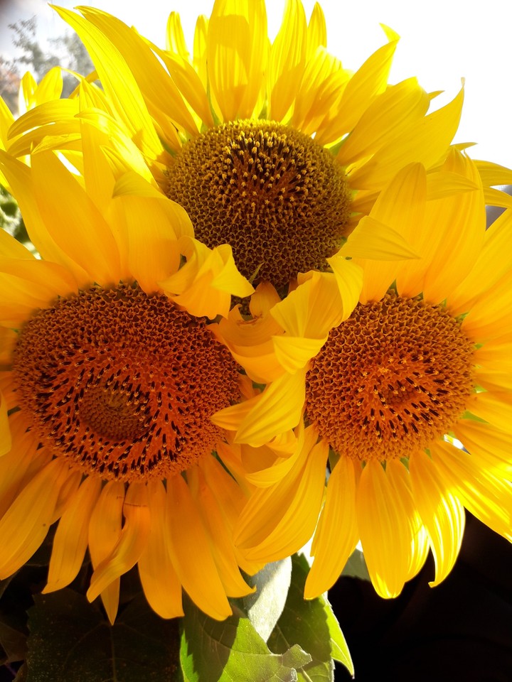 Sunflower