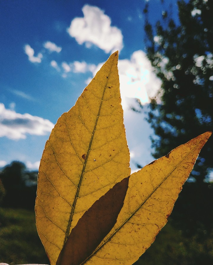LEAF