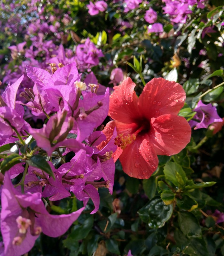 flowers