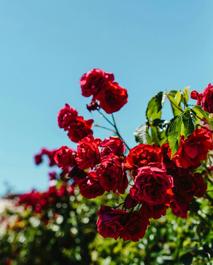 Roses