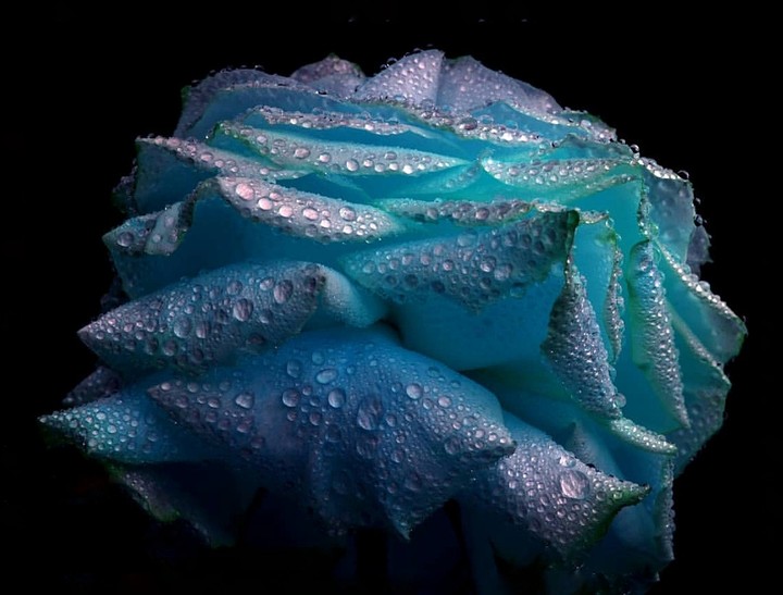 Roses