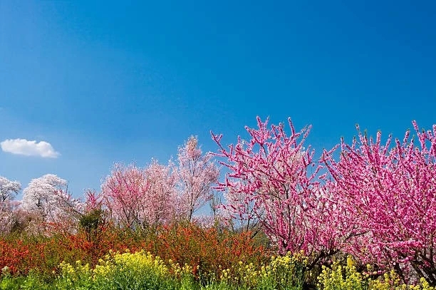 Spring in full blossom