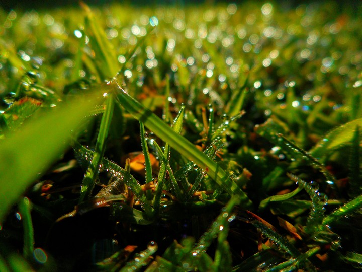 grass dew morning sunshine