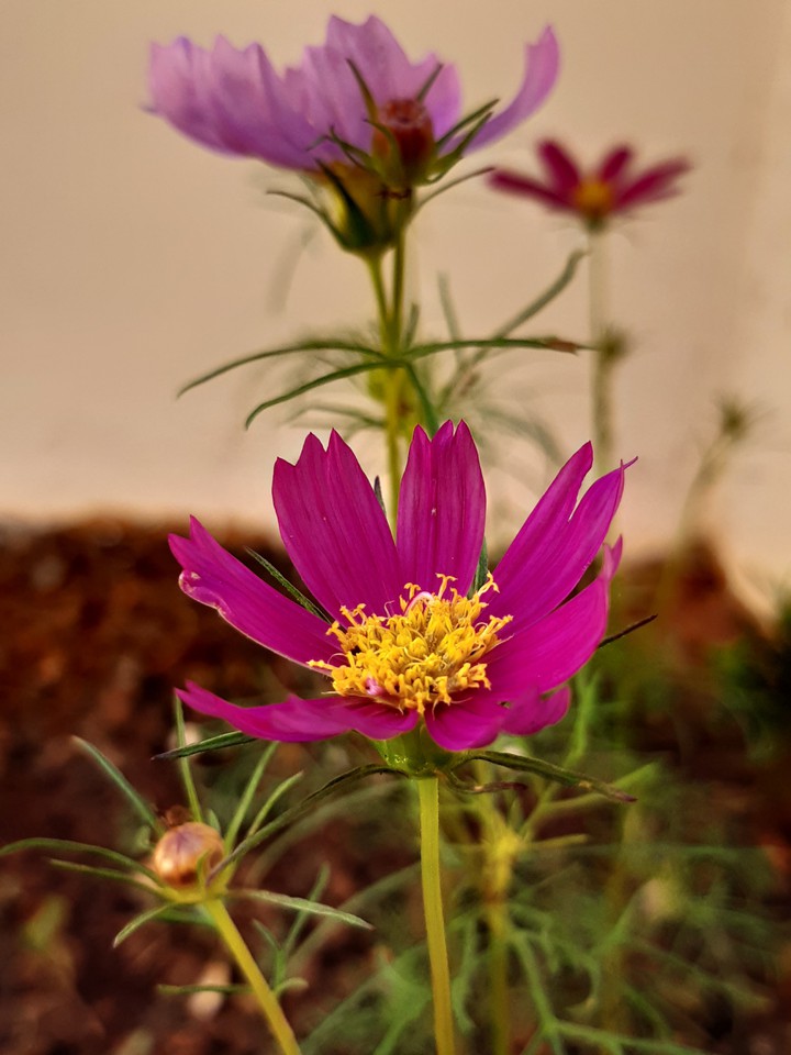 Cosmos flower