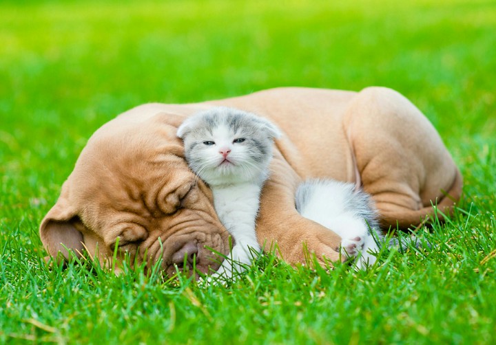 cute animals ❤