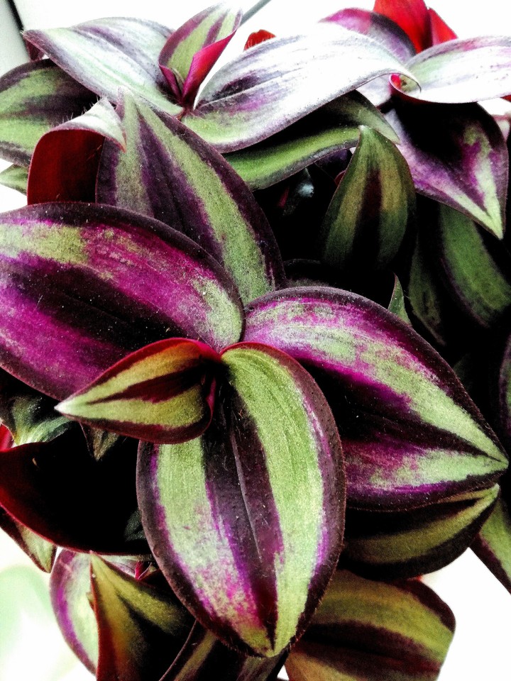 plant