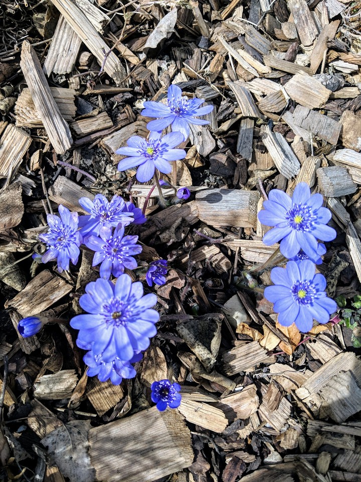 Spring flowers