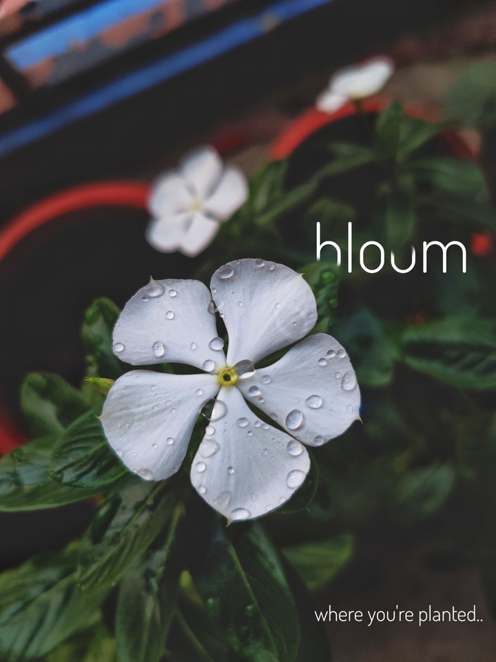 Bloom where you are planted